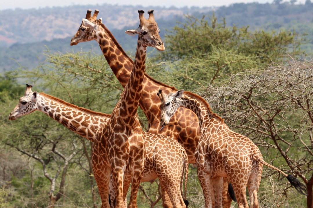 AKAGERA NATIONAL PARK