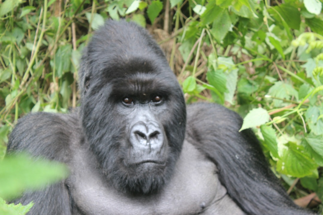 MOUNTAIN GORILLAS TRACKING