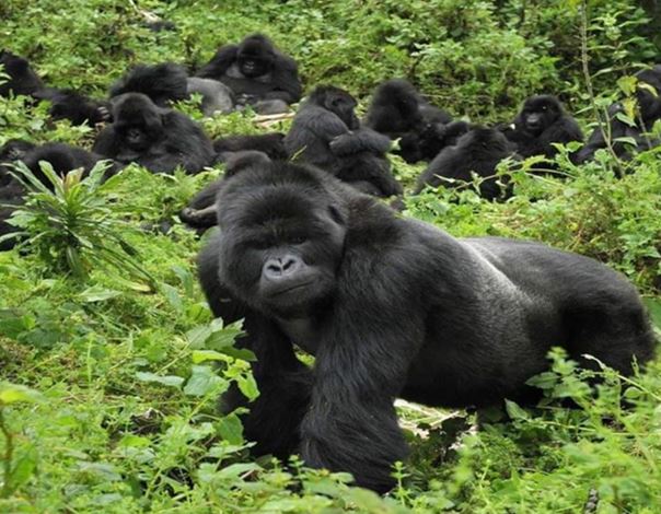 MOUNTAIN GORILLAS TRACKING