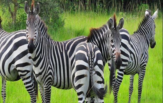WILDLIFE PHOTOGRAPHY