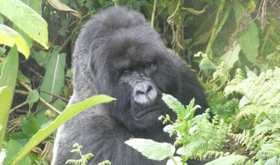 GORILLAS TRACKING