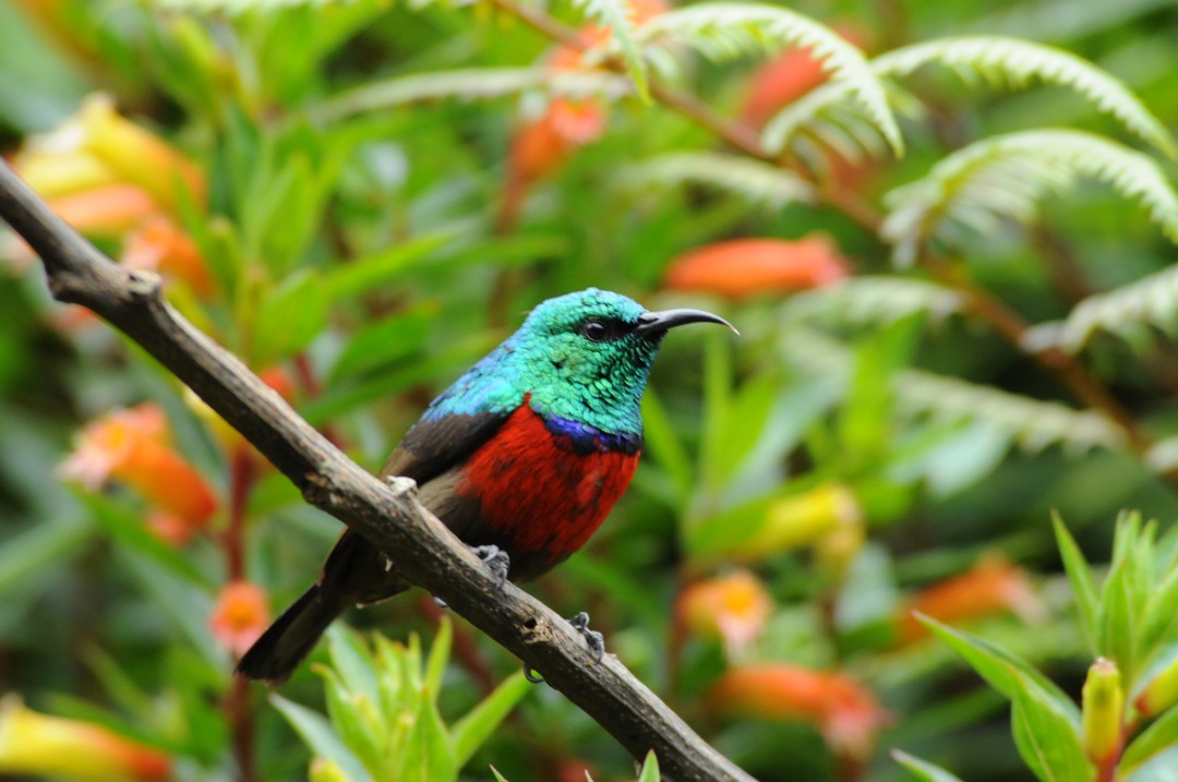 BIRDWATCHING TOUR